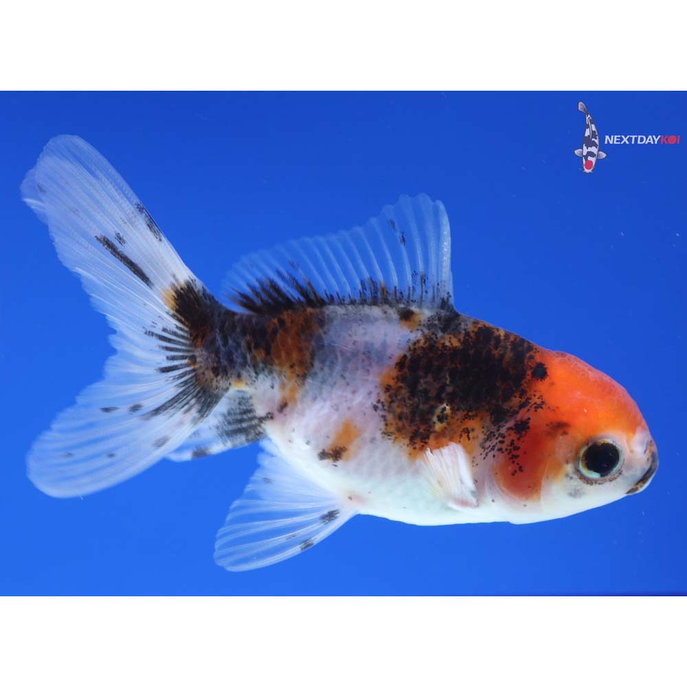 3” Imported Calico Oranda