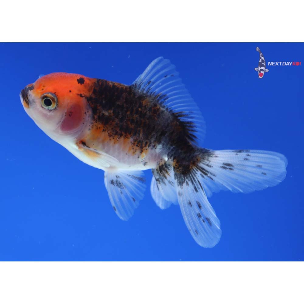3” Imported Calico Oranda
