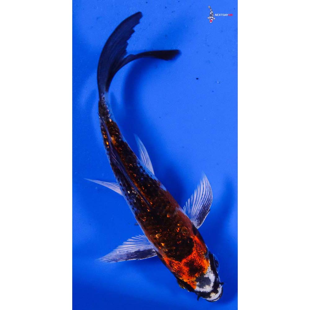 3.5” Imported Gin Rin Kujaku Butterfly Koi