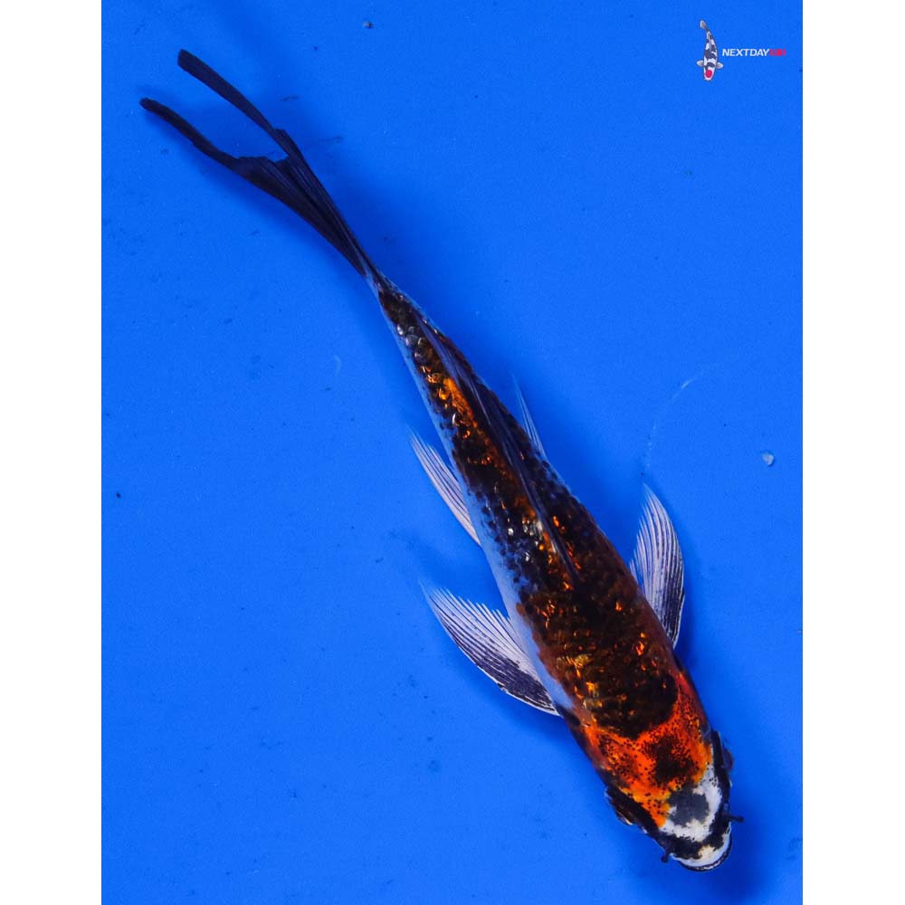 3.5” Imported Gin Rin Kujaku Butterfly Koi
