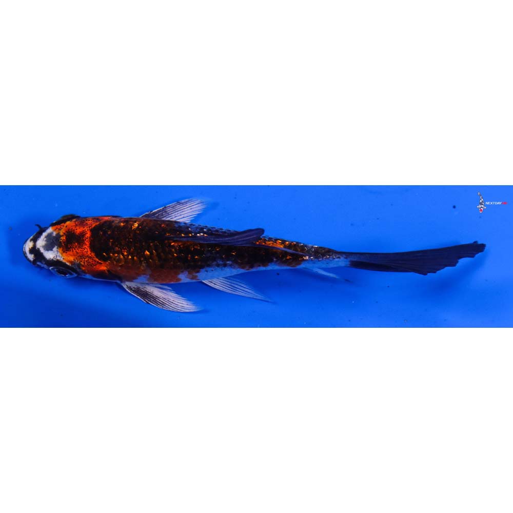 3.5” Imported Gin Rin Kujaku Butterfly Koi
