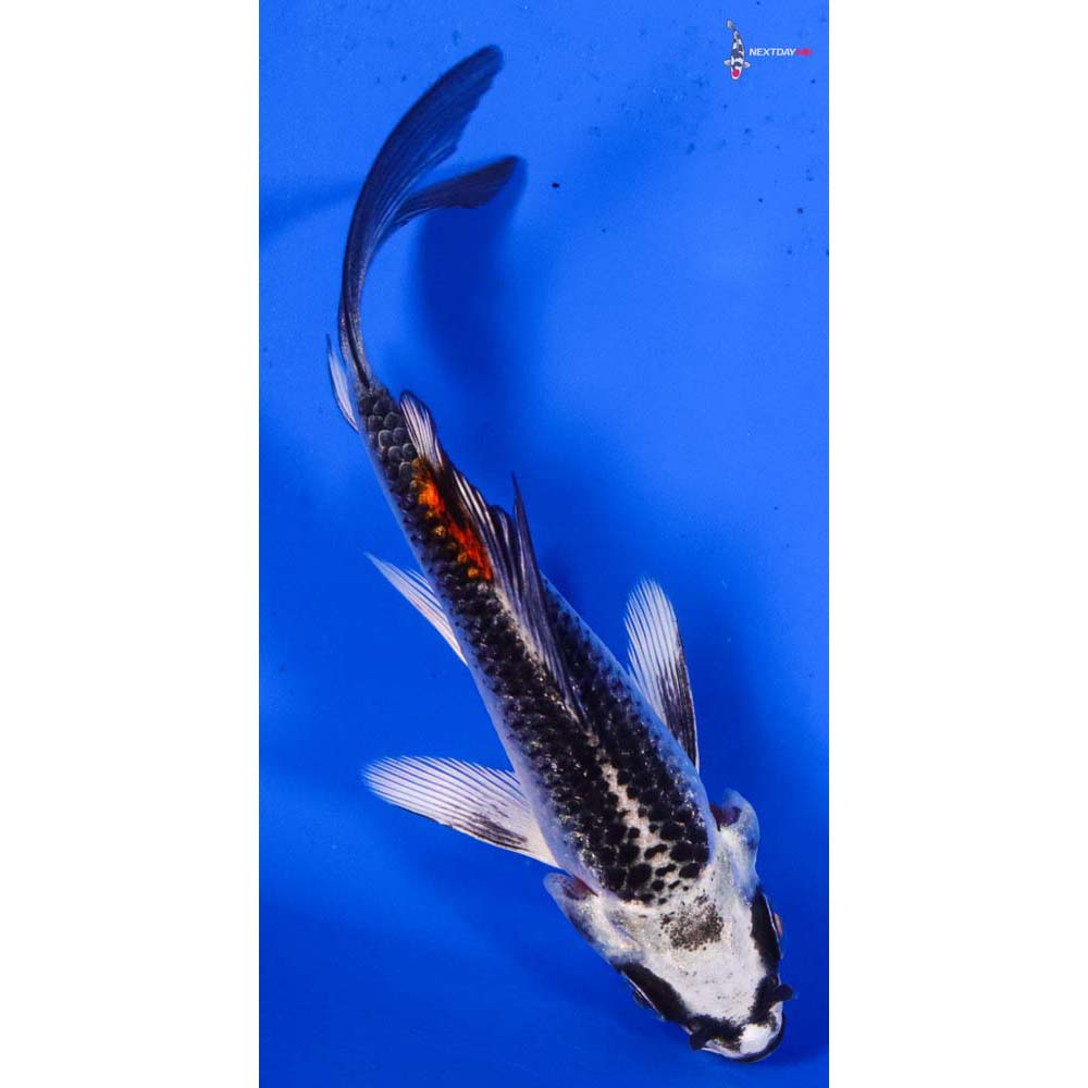 3.5” Imported Kujaku Butterfly Koi