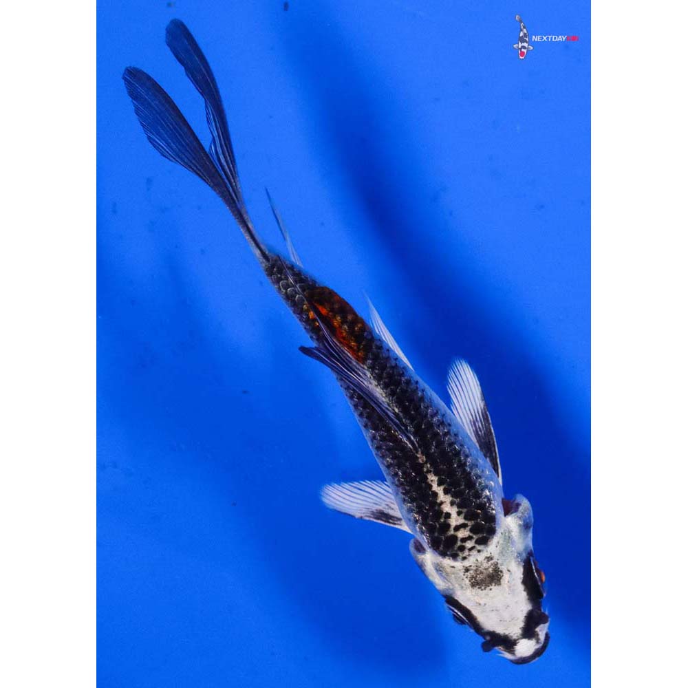 3.5” Imported Kujaku Butterfly Koi