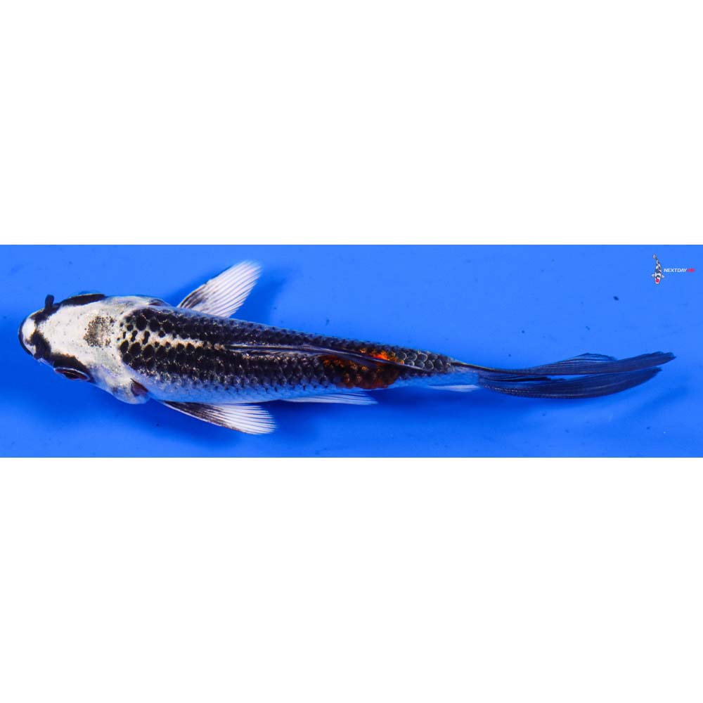 3.5” Imported Kujaku Butterfly Koi