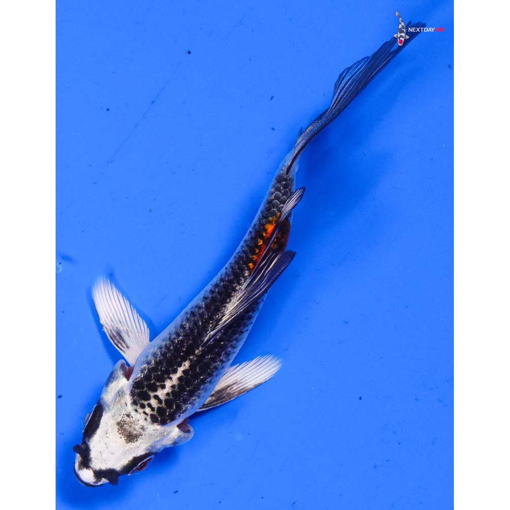 3.5” Imported Kujaku Butterfly Koi