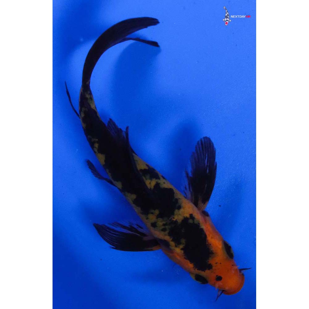 3.5” Imported Aka Bekko Butterfly Koi
