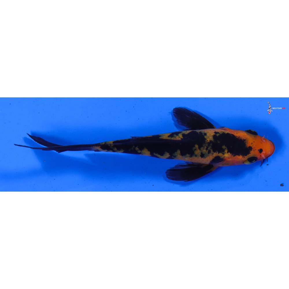 3.5” Imported Aka Bekko Butterfly Koi