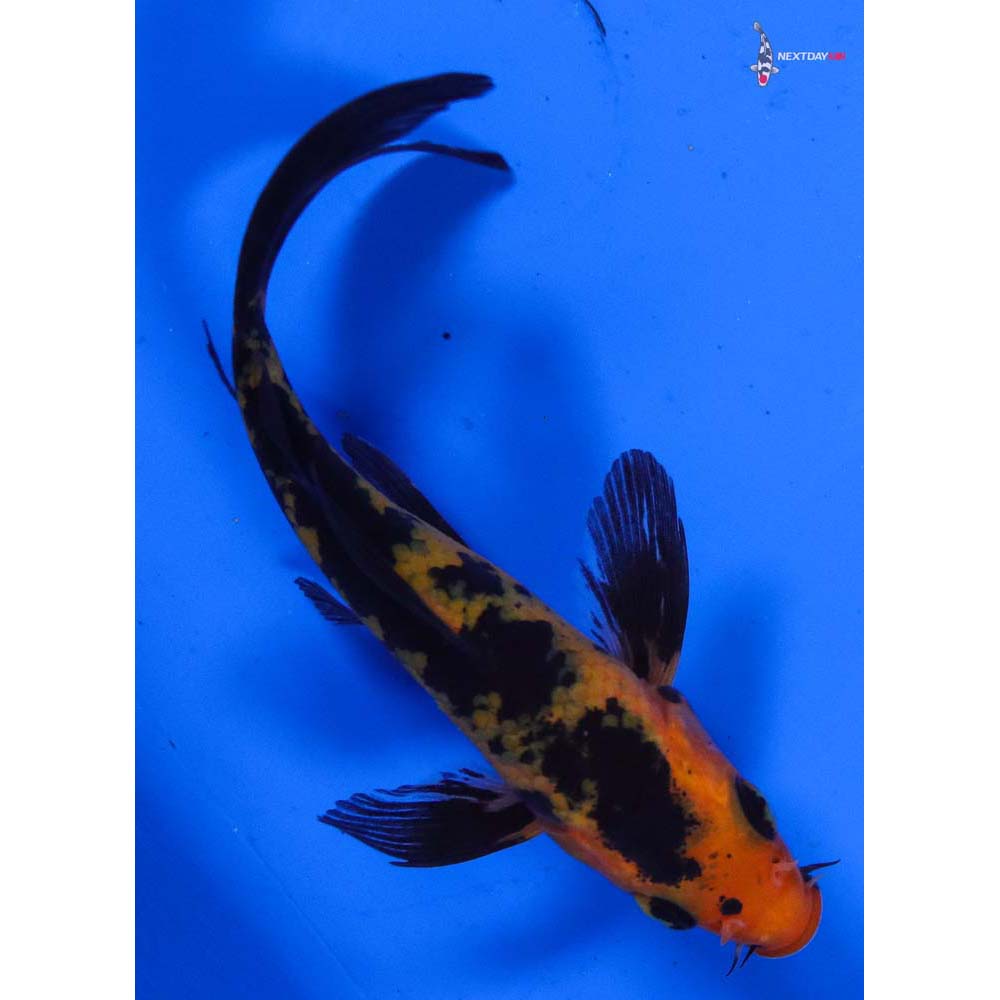 3.5” Imported Aka Bekko Butterfly Koi