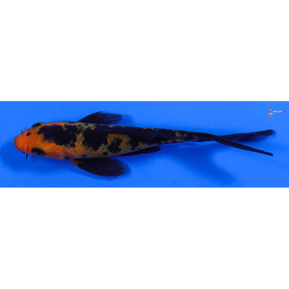 3.5” Imported Aka Bekko Butterfly Koi