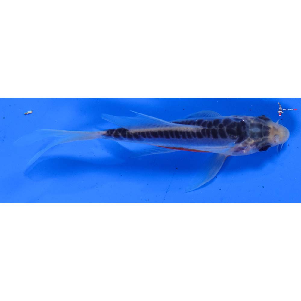 4” Imported Shusui Butterfly Koi
