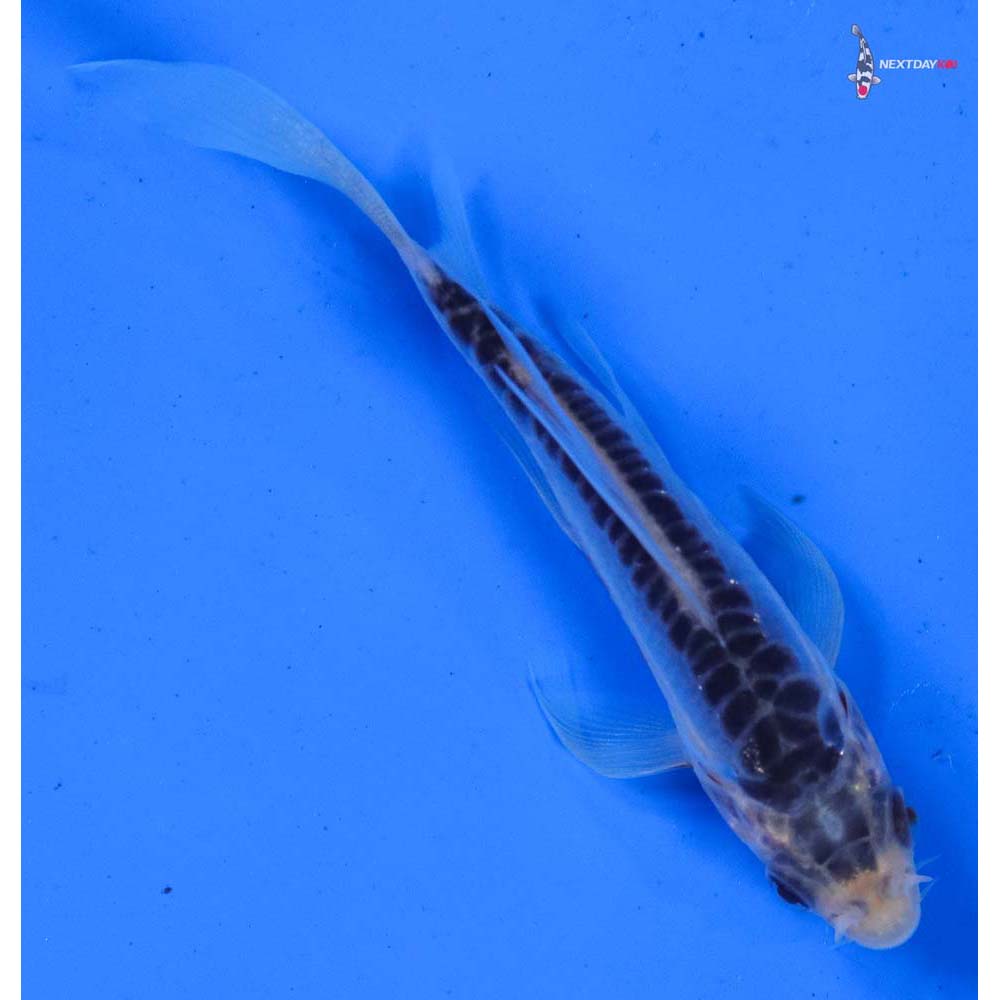 4” Imported Shusui Butterfly Koi