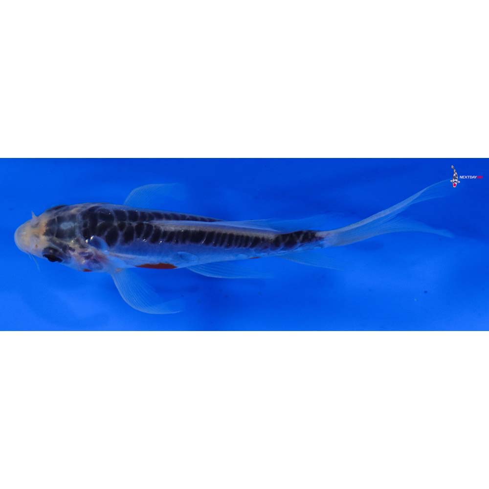4” Imported Shusui Butterfly Koi