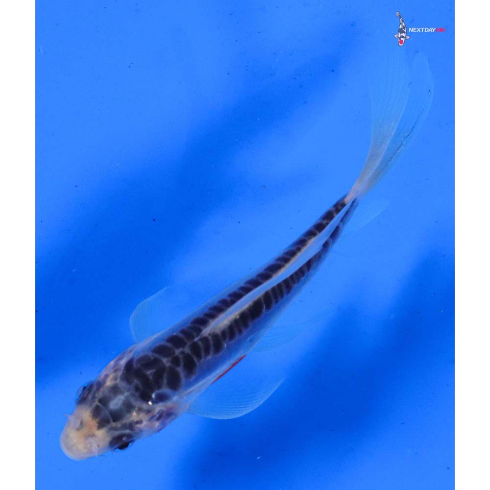 4” Imported Shusui Butterfly Koi