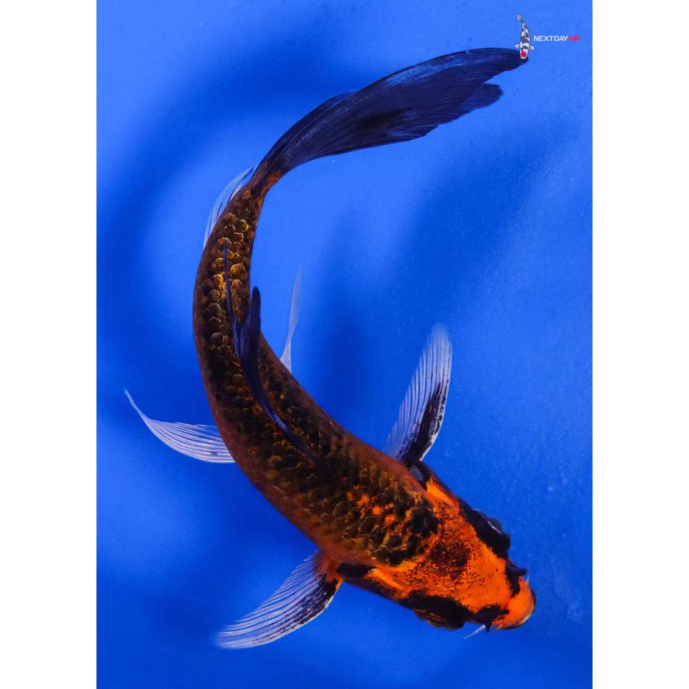 4” Imported Orenji Matsuba Butterfly Koi