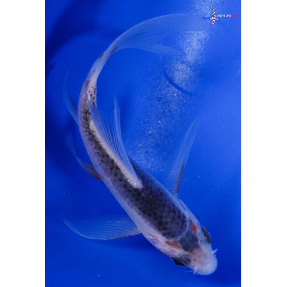 4” Imported Asagi Butterfly Koi