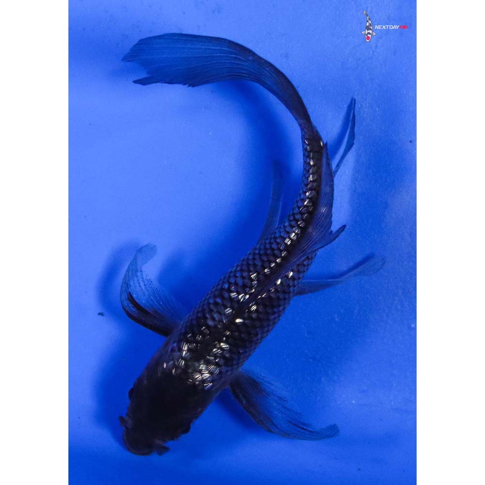 4” Imported Gin Rin Ochiba Shigure Butterfly Koi