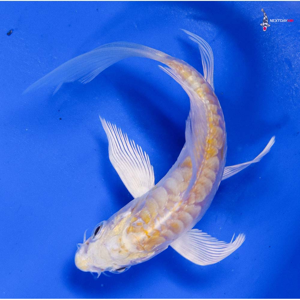4” Imported Doitsu Lemon Hariwake Butterfly Koi