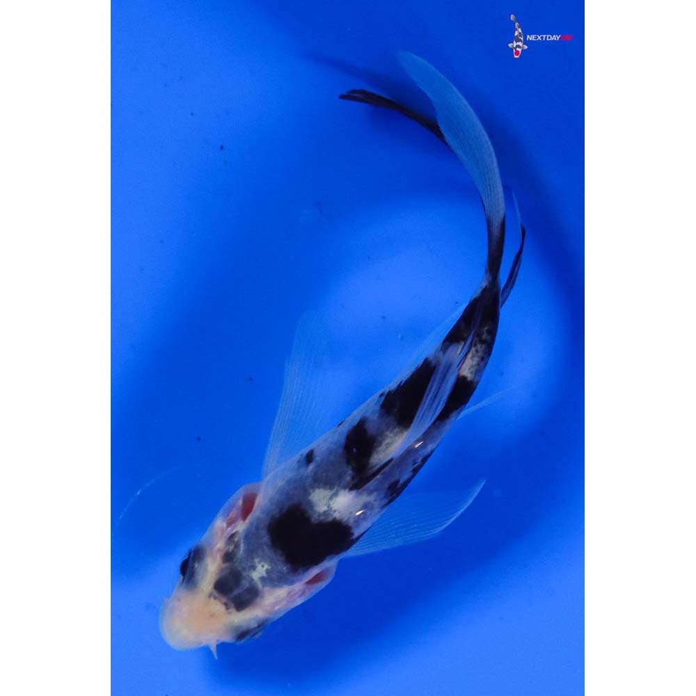 3.5” Imported Shiro Bekko Butterfly Koi