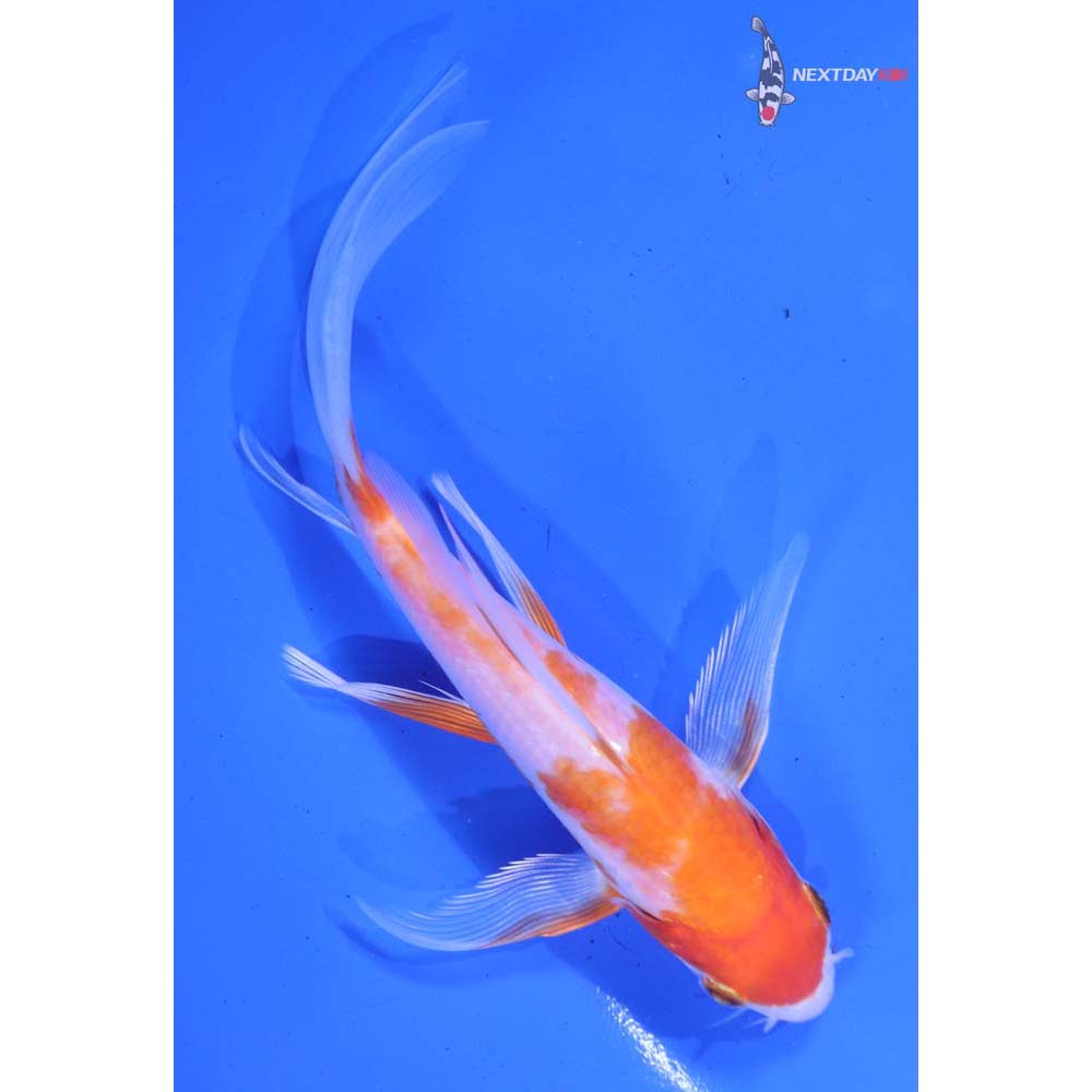 6” Imported Hariwake Butterfly Koi