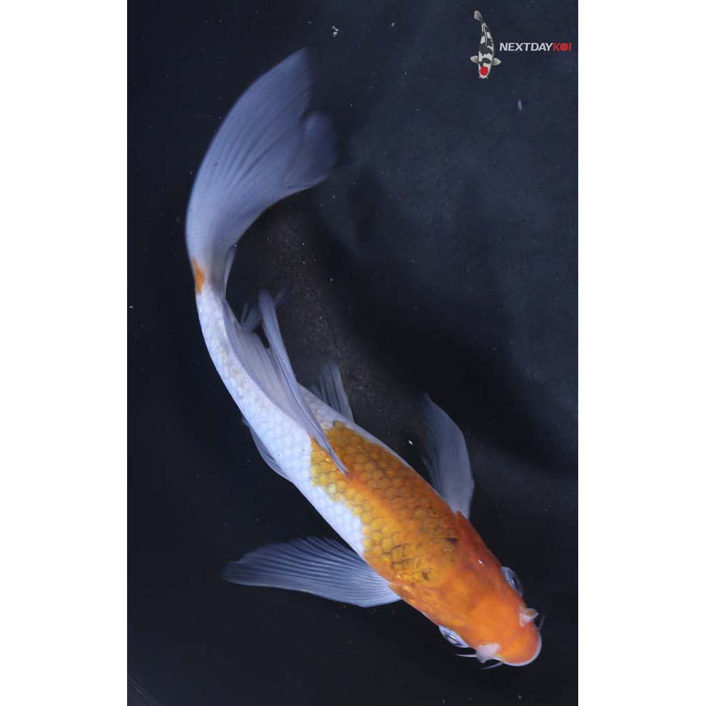 6” Imported Ochiba Shigure Butterfly Koi