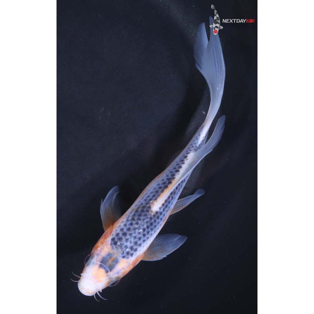 6” Imported Asagi Butterfly Koi