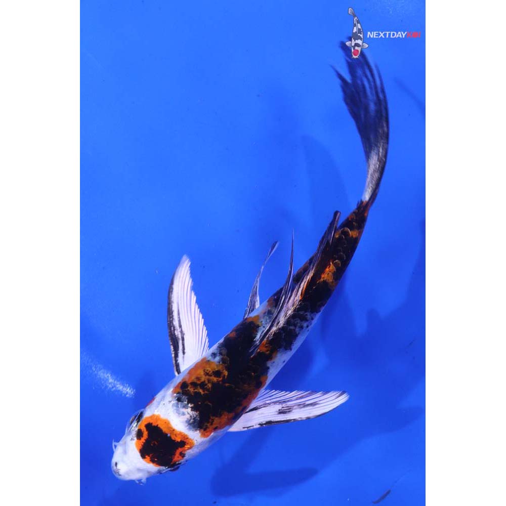 6” Imported Yamato Nishiki Butterfly Koi