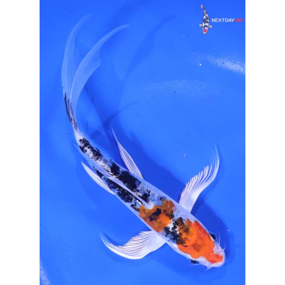 6.5” Imported Armor Scaled Yamato Nishiki Butterfly Koi