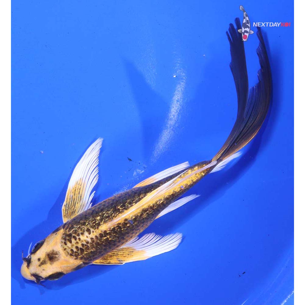 7” Imported Gin Rin Ki Matsuba Butterfly Koi