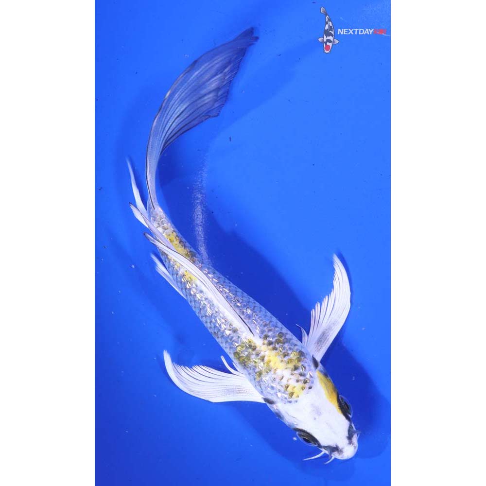 7” Imported Gin Rin Kujaku Butterfly Koi