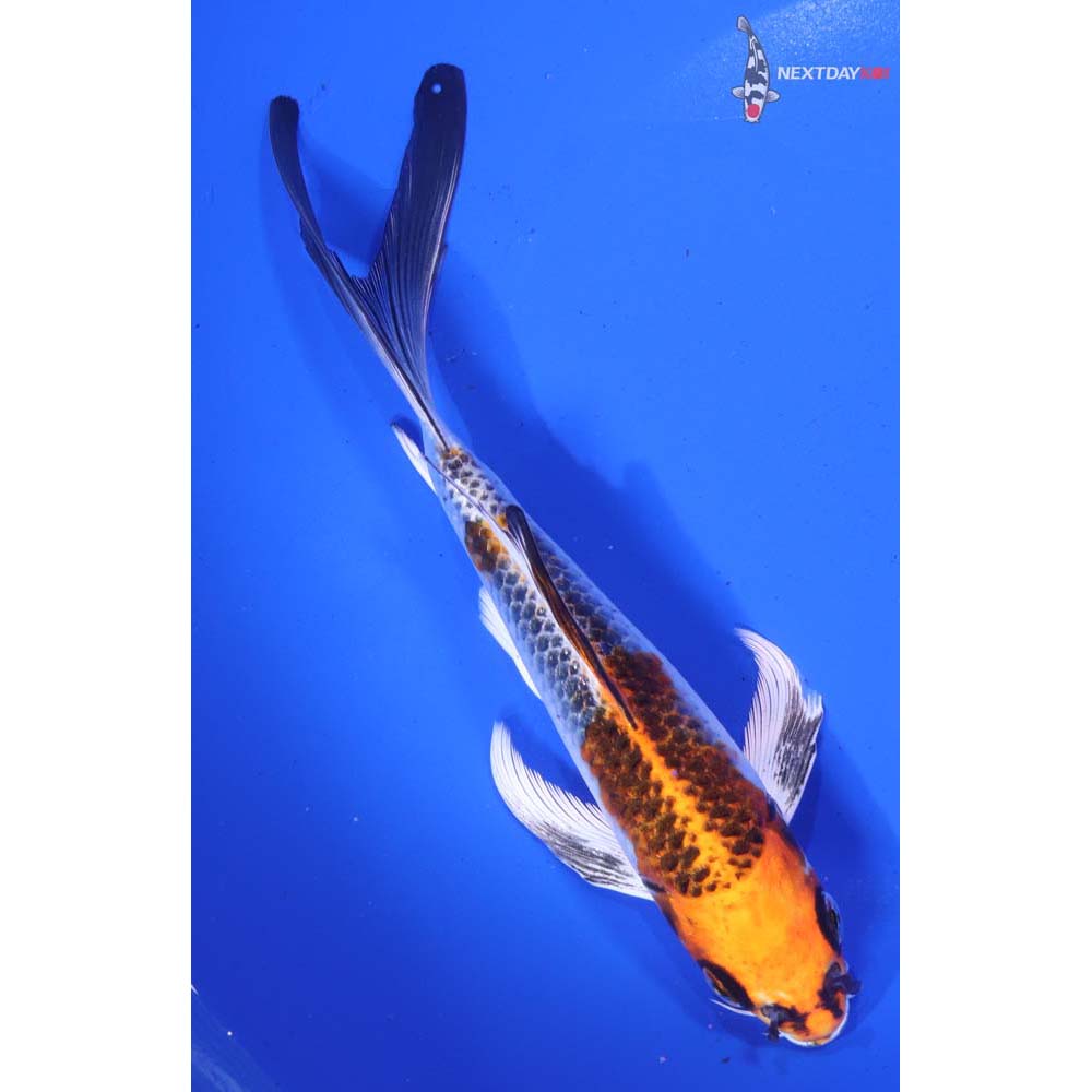 7” Imported Kujaku Butterfly Koi