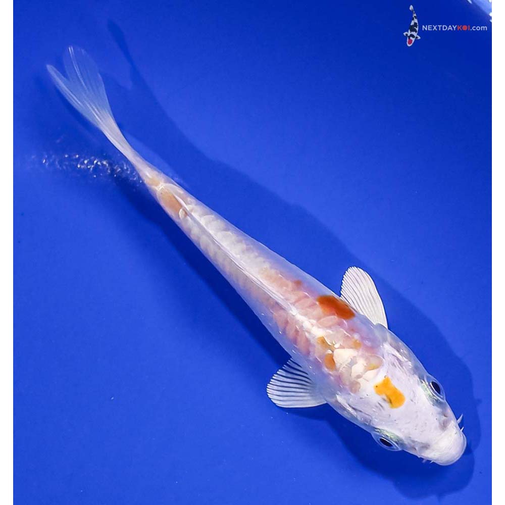 4.5” Imported Kikusui