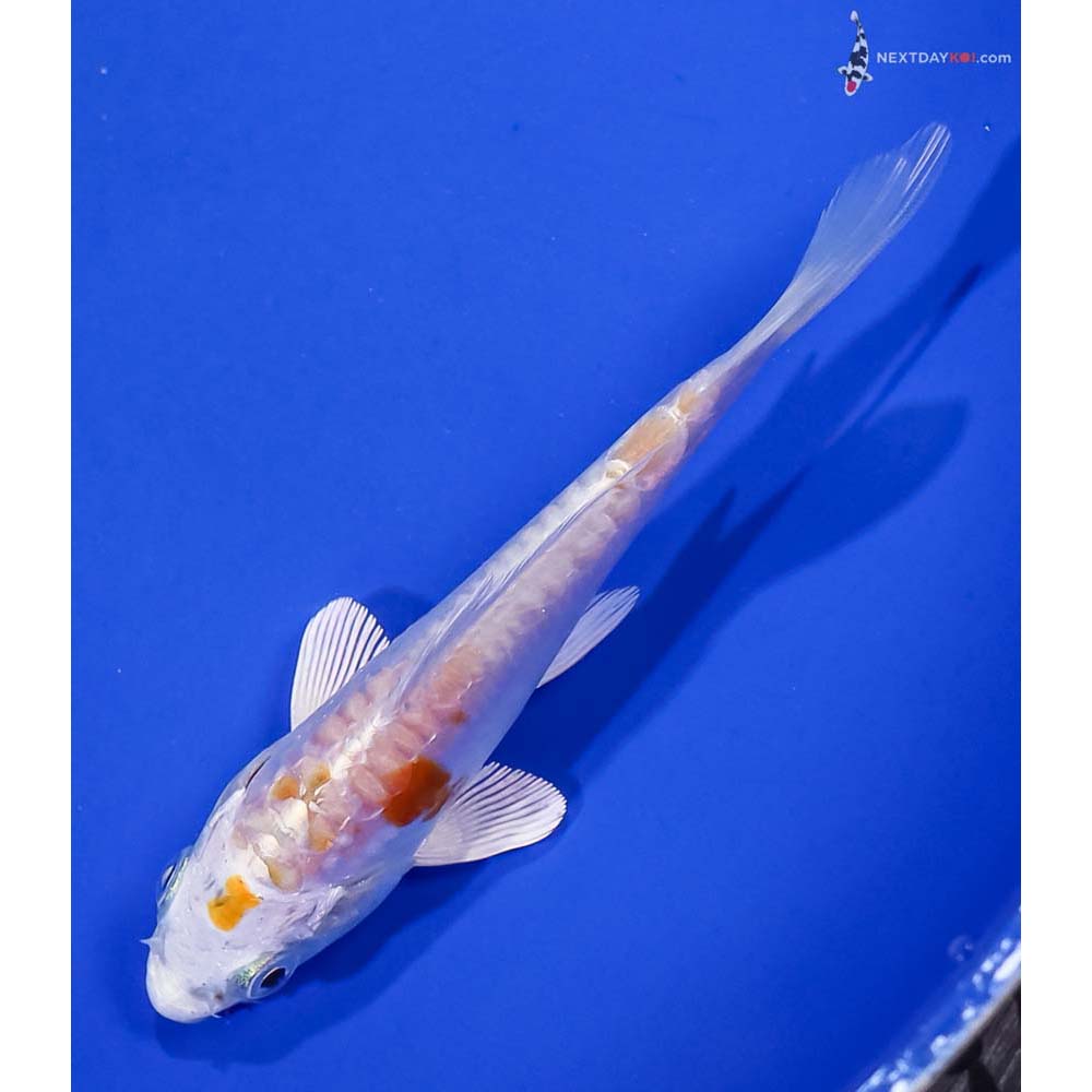 4.5” Imported Kikusui