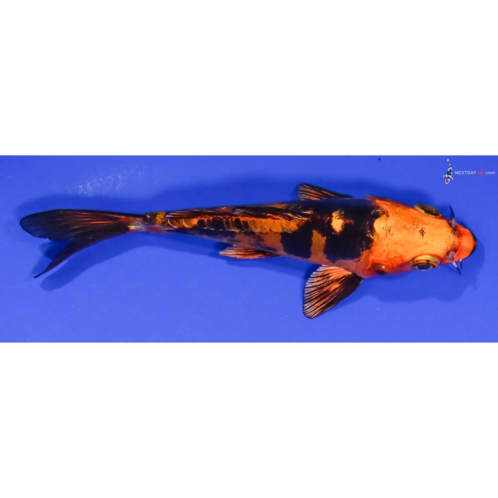 5” Imported Doitsu Kin Aka Bekko