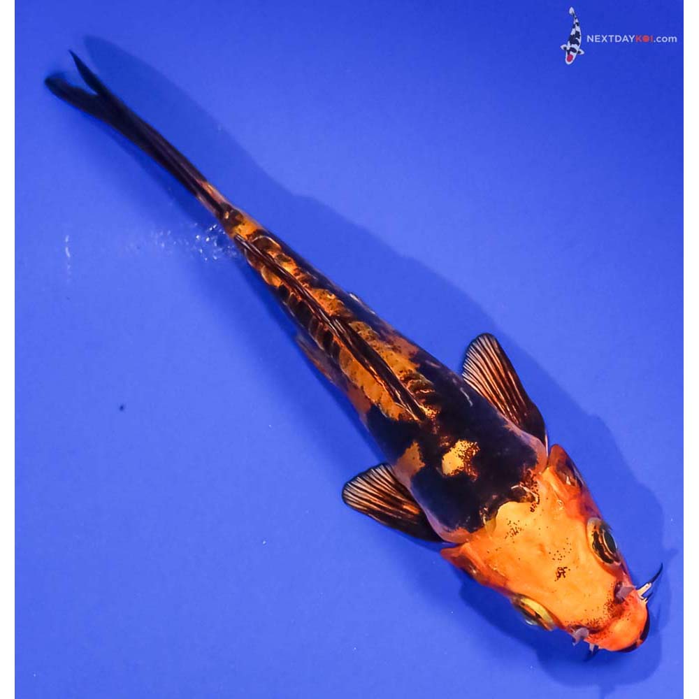 5” Imported Doitsu Kin Aka Bekko