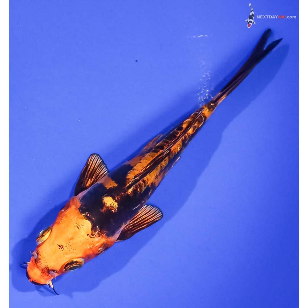 5” Imported Doitsu Kin Aka Bekko