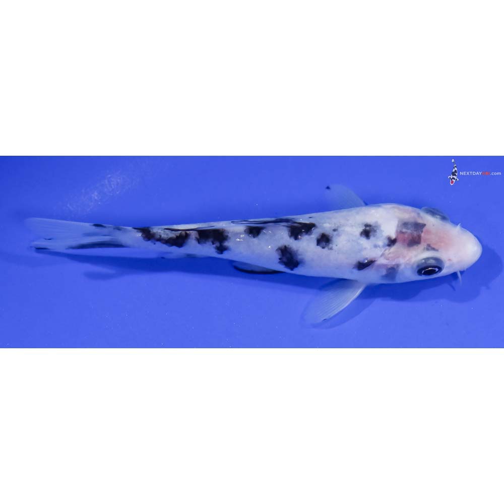 5” Imported Shiro Bekko