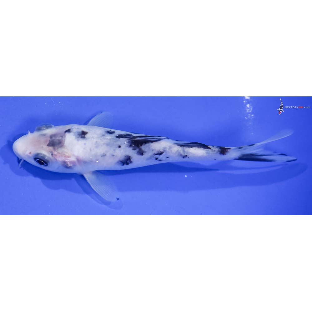 5” Imported Shiro Bekko