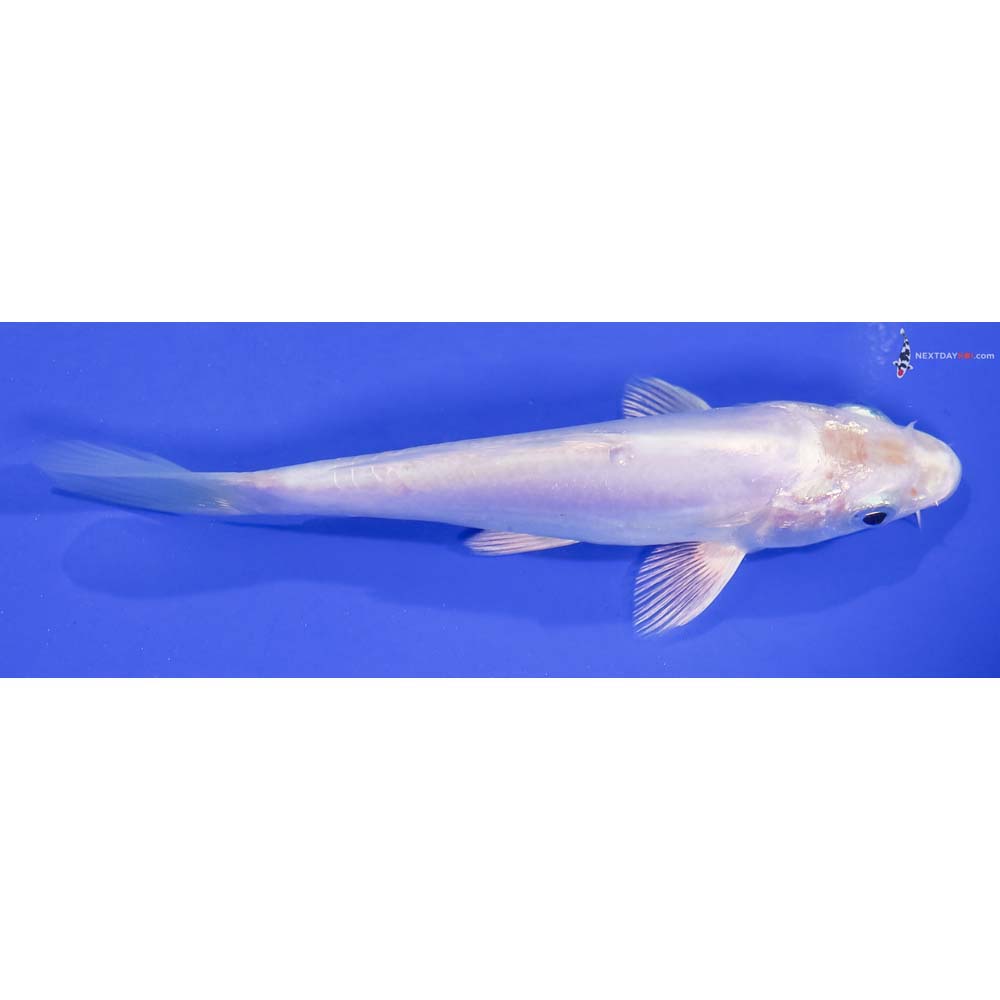 5” Imported Doitsu Platinum Ogon