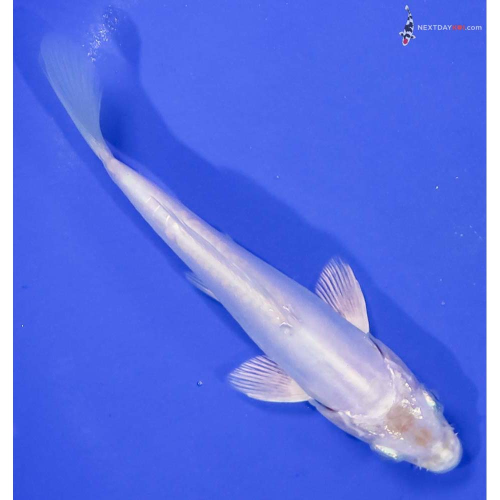 5” Imported Doitsu Platinum Ogon