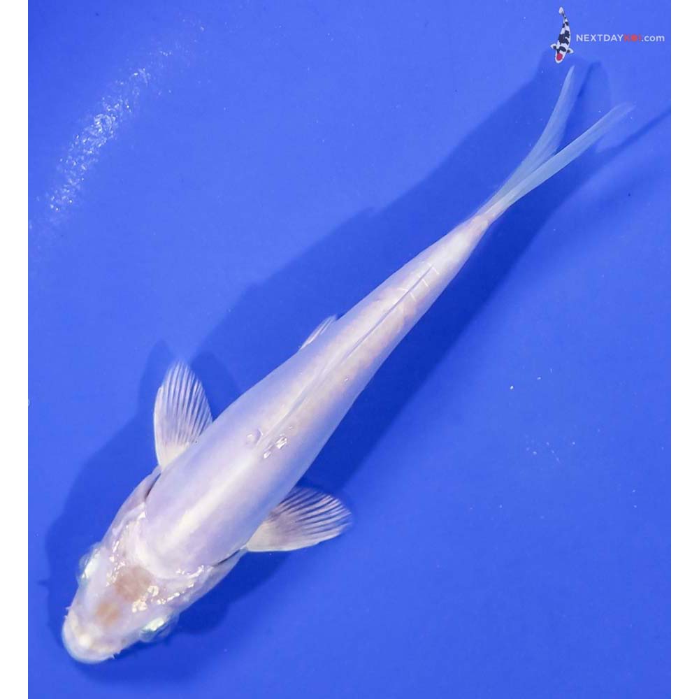 5” Imported Doitsu Platinum Ogon