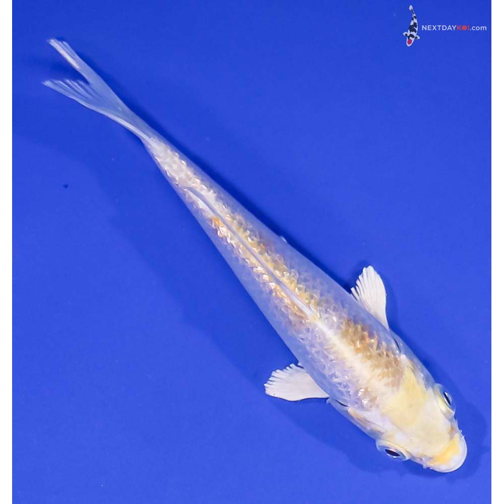 5” Imported Gin Rin Lemon Hariwake