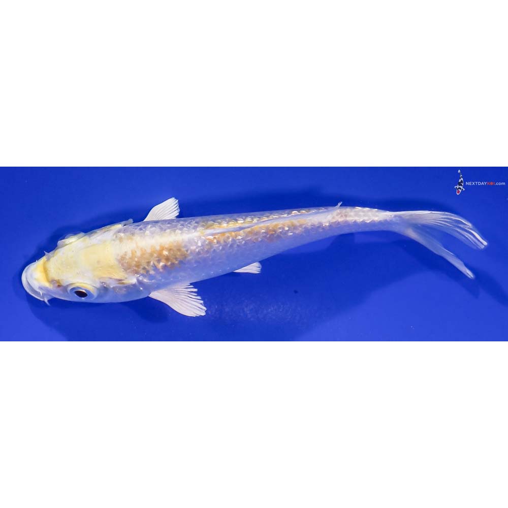 5” Imported Gin Rin Lemon Hariwake