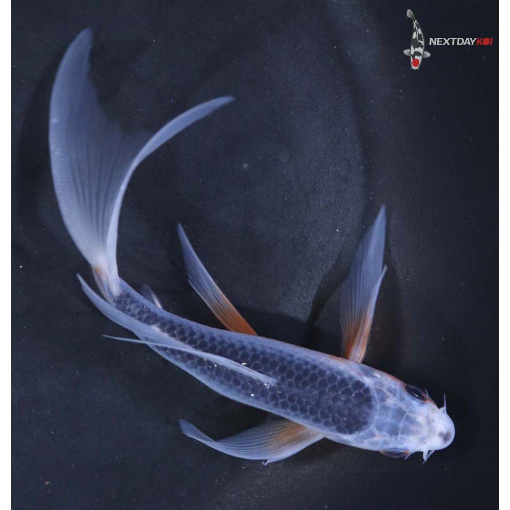 5” Imported Asagi Butterfly Koi