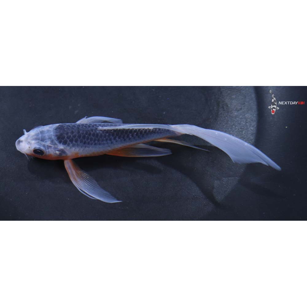 5” Imported Asagi Butterfly Koi