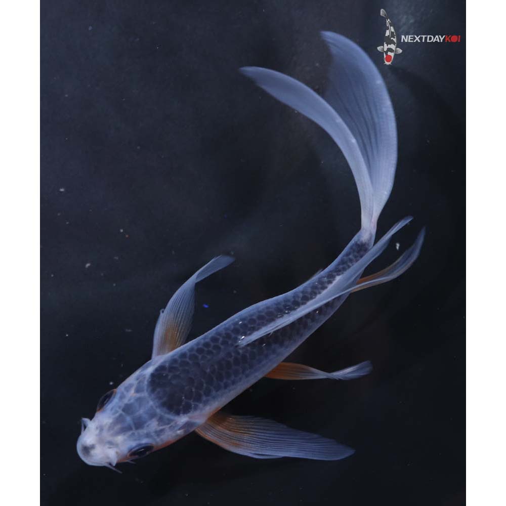 5” Imported Asagi Butterfly Koi