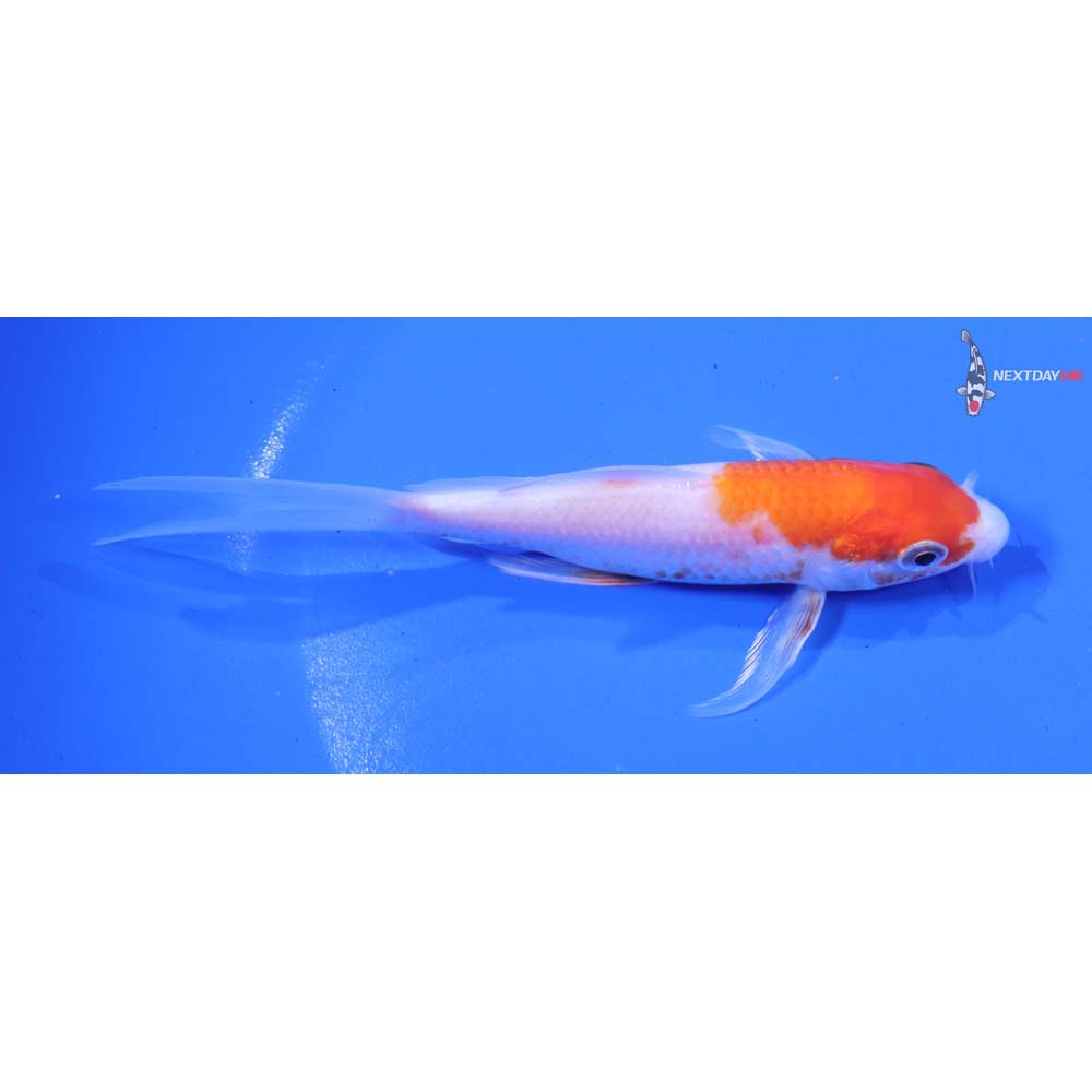5” Imported Kohaku Butterfly Koi