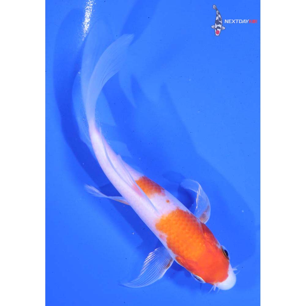 5” Imported Kohaku Butterfly Koi