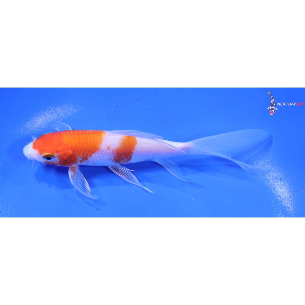 5” Imported Kohaku Butterfly Koi