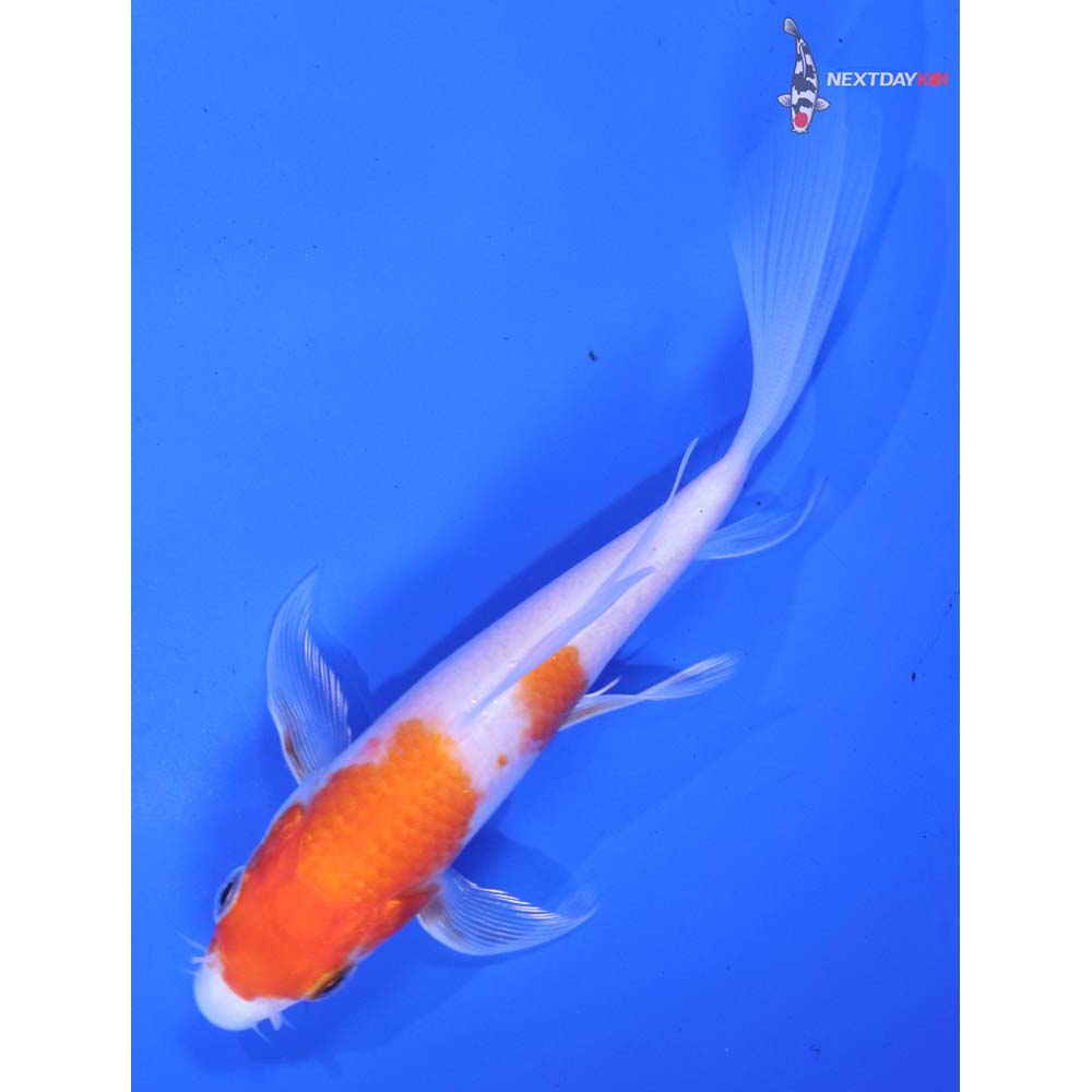 5” Imported Kohaku Butterfly Koi