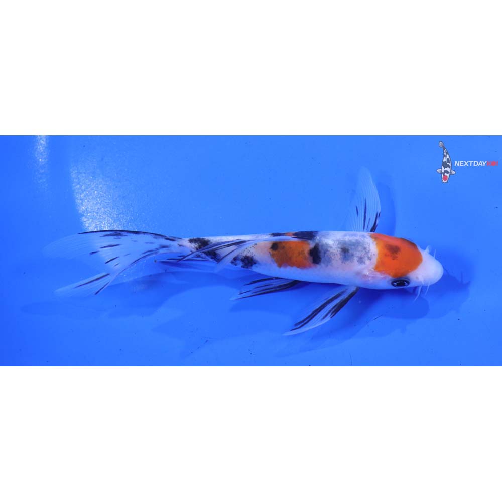 5” Imported Sanke Butterfly Koi